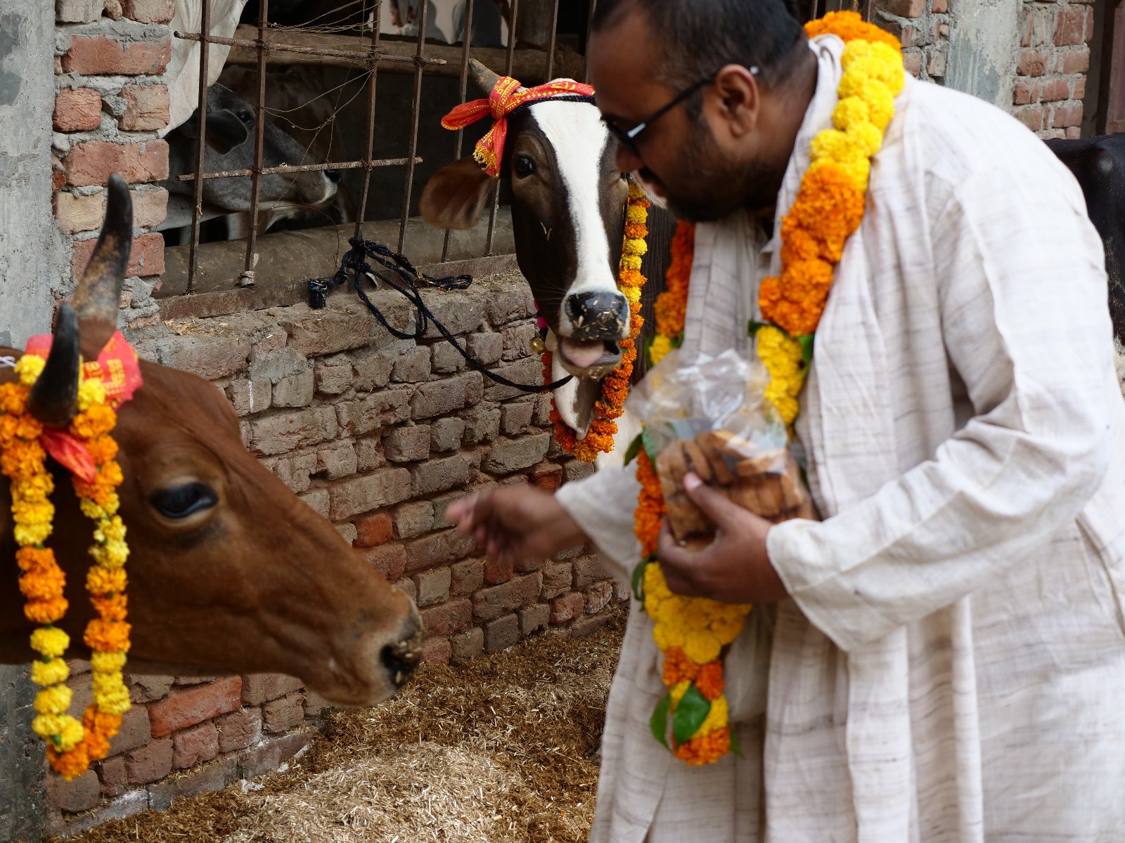  60 Gopashtami Radha kunda Govardhan 19.11.04